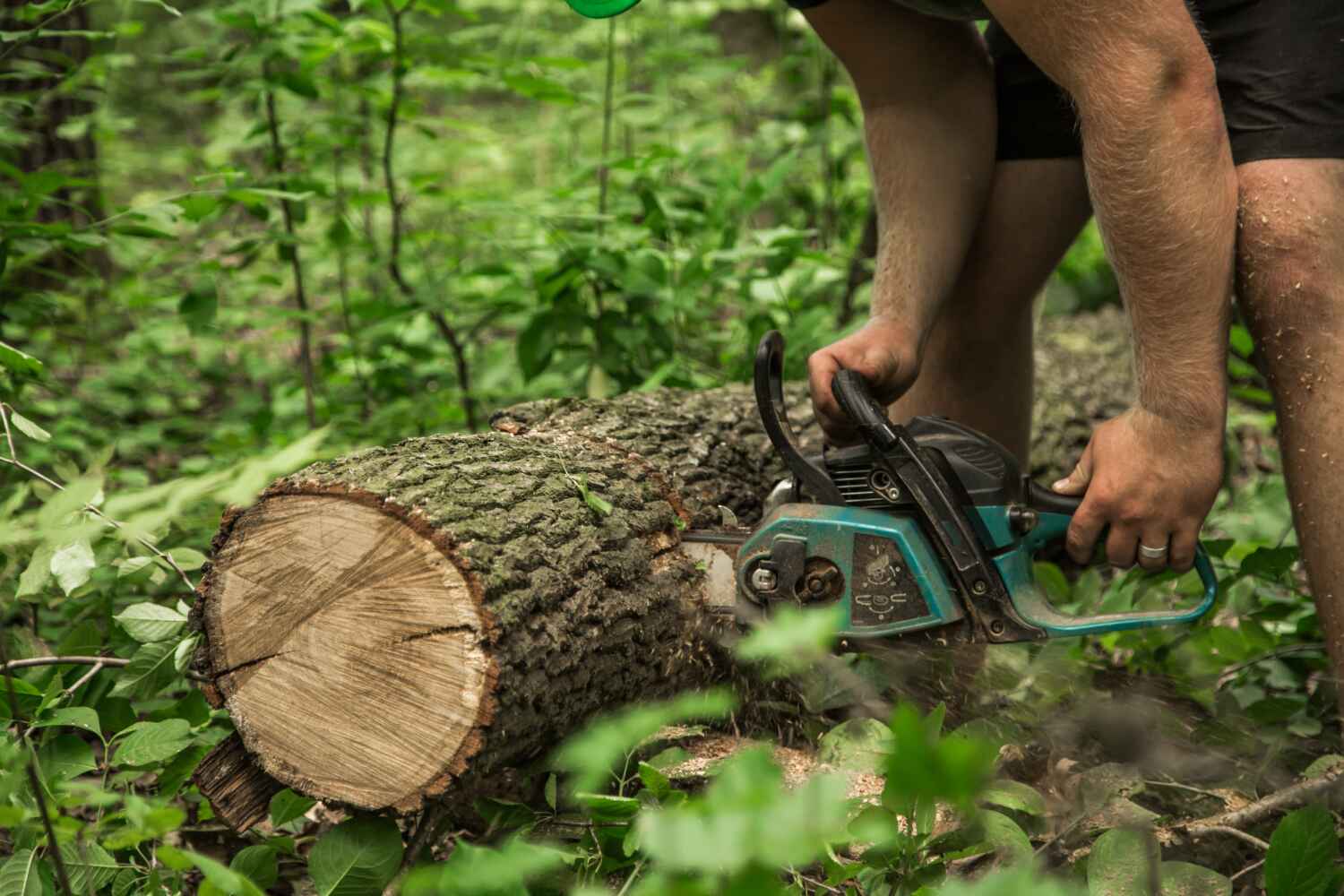 Trusted Springfield, MO Tree Service Experts